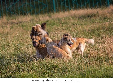 Flock Of Stray Dogs On The Grass