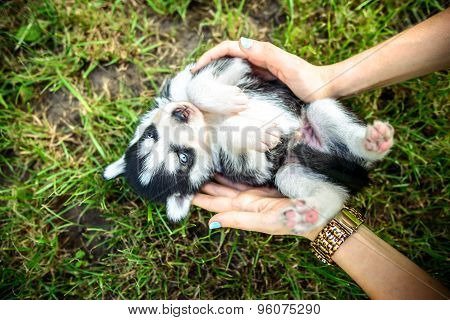 Pretty Little Husky Puppy Outdoor In Womans Hands