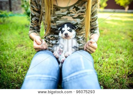 Pretty Little Husky Puppy Outdoor In Womans Hands
