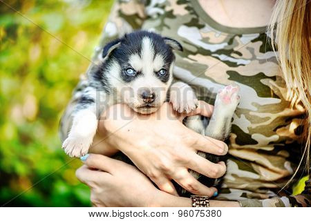 Pretty Little Husky Puppy Outdoor In Womans Hands