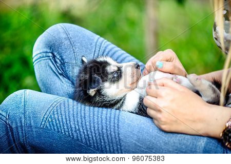 Pretty Little Husky Puppy Outdoor In Womans Hands