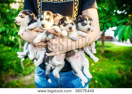 Pretty Little Husky Puppy Outdoor In Hands