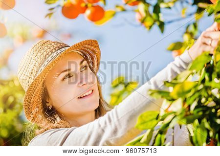 Caucasian girl harvesting mandarins and oranges in organic farm