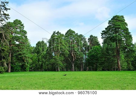 Meadows grass, edges of pine forest. Wild plants and pine forest.
