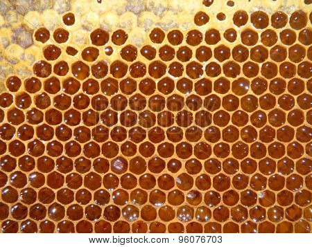 honeycomb