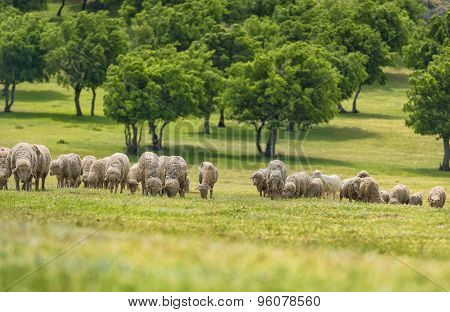 Flock Of Sheep On Green Grass