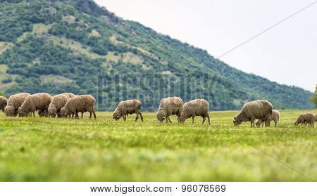 Flock Of Sheep On Green Grass