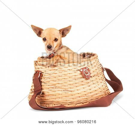a cute chihuahua in a fishing creel basket isolated on a white background