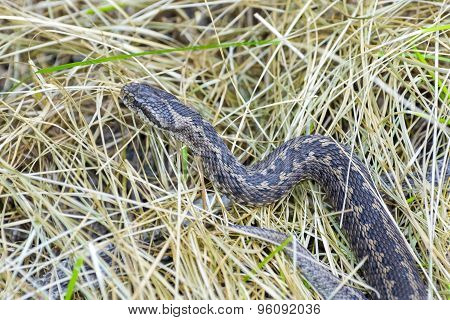 Hungarian Meadow Viper (vipera Ursinii Rakosiensis)