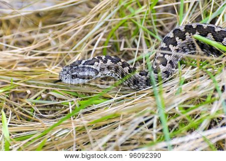 Hungarian Meadow Viper (vipera Ursinii Rakosiensis)