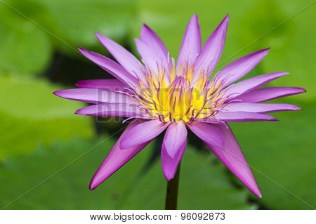 Purple Water Lily  Against Green Background