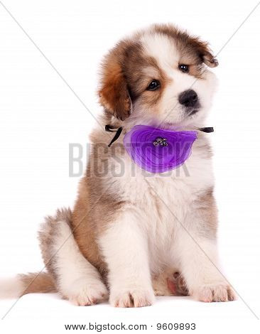 Lodne Bucovinean Shepard hvalp