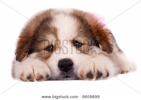 Sleepy Puppy