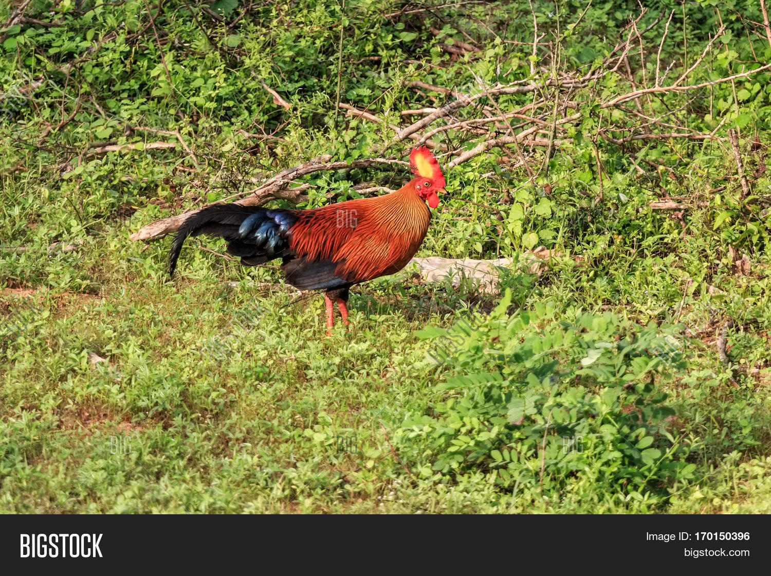 Rooster Sri Lankan Image & Photo (Free Trial) Bigstock