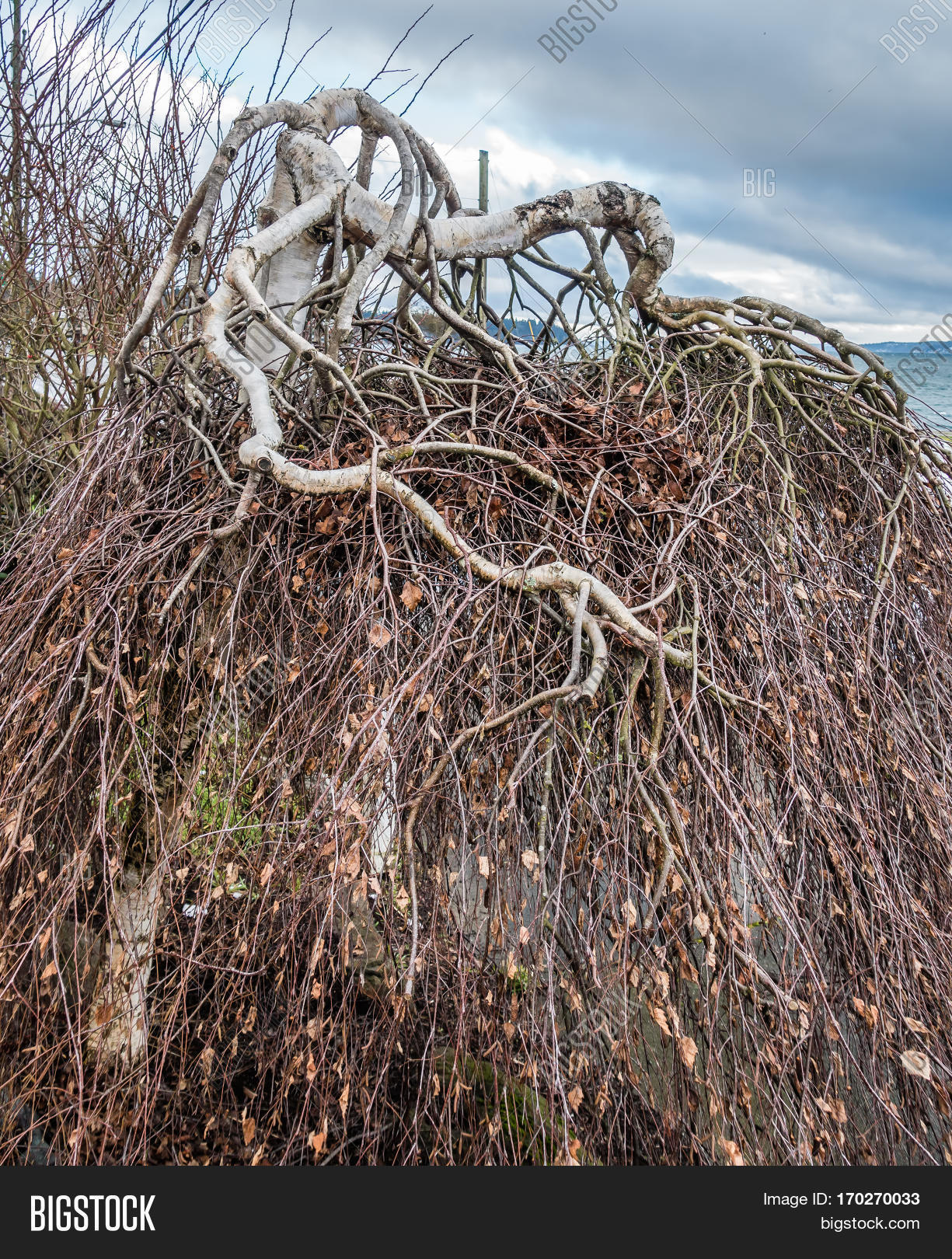 Сухая ветка дерева. Заставить дерево. Кольцевание ветвей яблони. Как заставить дерево плодоносить. Для обрезки деревьев.