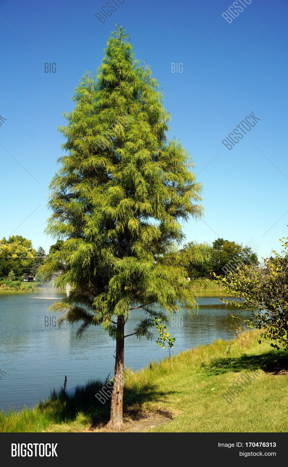 Japanese Cedar Tree ( Image & Photo (Free Trial) Bigstock