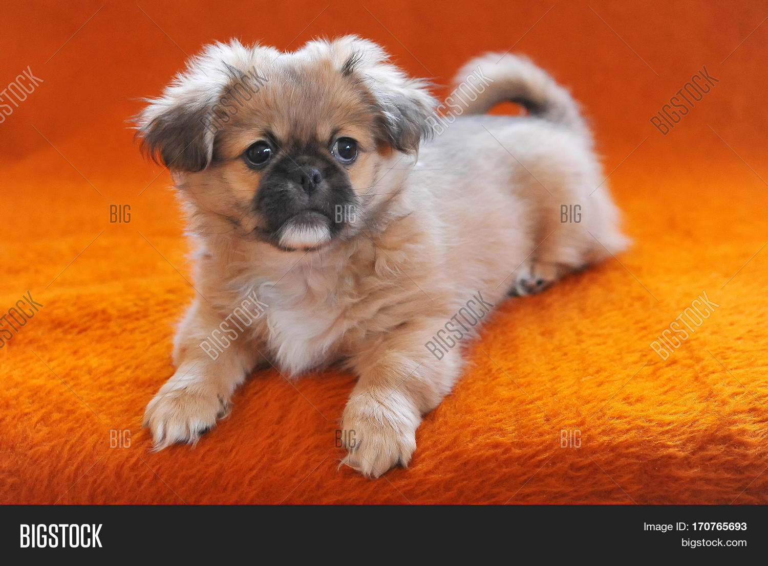 Pekingese Puppies Image Photo Free Trial Stock Pekingese Puppies Image Photo Free