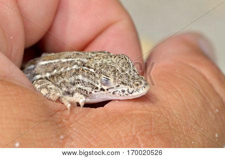steppe racer lizard sitting on a man's hand (Eremias arguta) - Black Sea shore