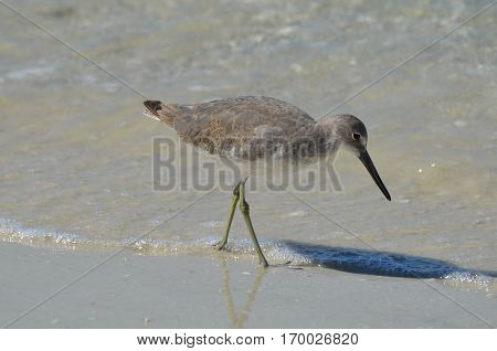 Pretty shorebird playing along the water's edge in Florida.