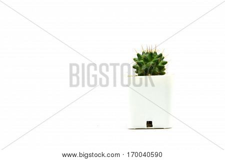 Cactus one on white background and isolated