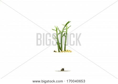 Cactus one on white background and isolated