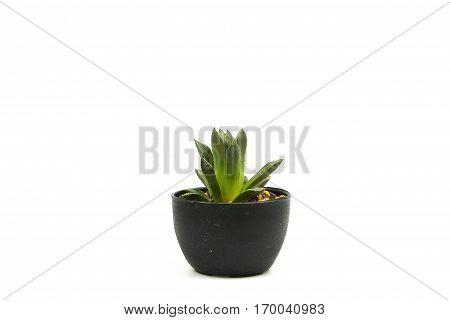 Cactus one on white background and isolated