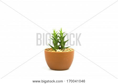 Cactus one on white background and isolated