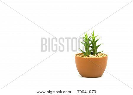 Cactus one on white background and isolated