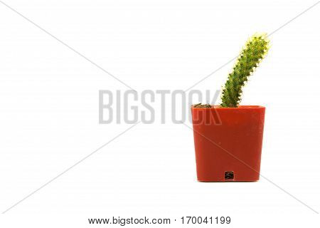 Cactus one on white background and isolated