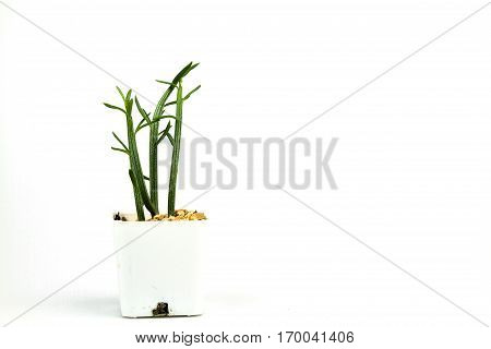 Cactus one on white background and isolated