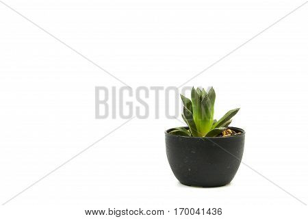 Cactus one on white background and isolated