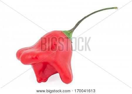Aji (Capsicum baccatum) Ripe Chili Pepper isolated on white background