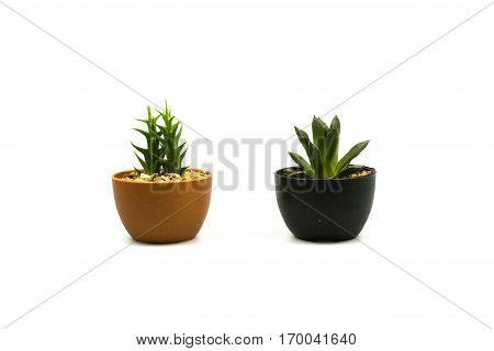 Cactus two  on white background and isolated