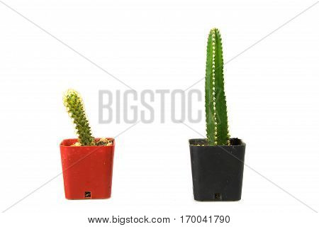 Cactus two on white background and isolated