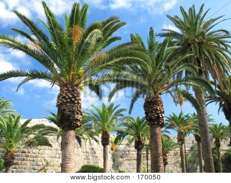 Palme