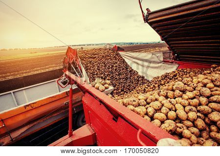 A pile of potatoes on a trailer with vintage tractor.