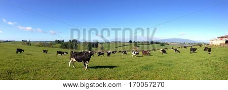 Dairy cows in paddock, New Zealand