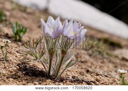 Close up of Pulsatilla or Pasque flower. Independece Pass near Aspen. Colorado. United States.