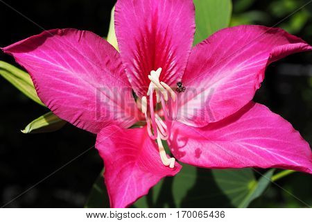 Bauhinia