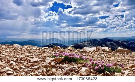 Alpine pink Clover flowers on mountains. Trifolium alpinum or Mountain Clover at Monarch Pass near Denver. Colorado. United States.