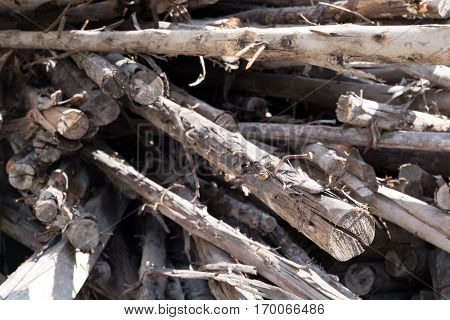 Eucalyptus wood wooden bracing for the building construction.