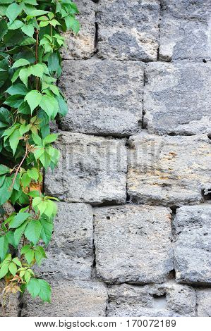Vine Leaves On Wall