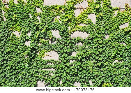Hedera Plant On Stone Wall