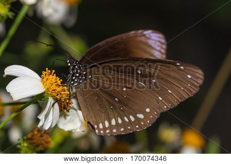 The Butterfly (euploea Mulciber)