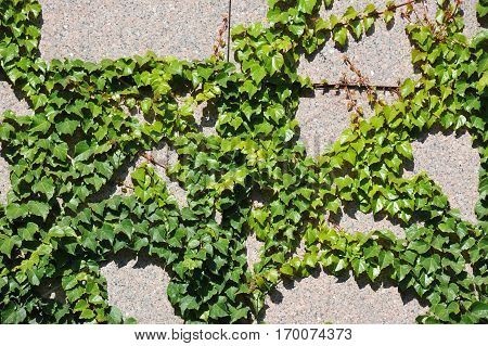 Hedera Plant On Stone Wall