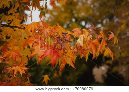 The tops of the trees with red leaves