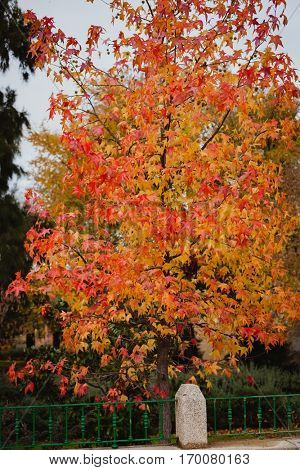 The tops of the trees with red leaves