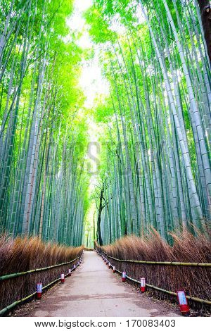 Bamboo Forest in Japan