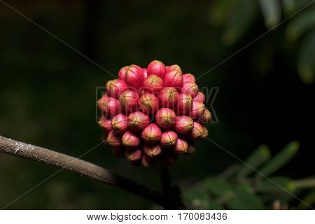 Closeup Pink Red and Yellow Buds Isolated on Background