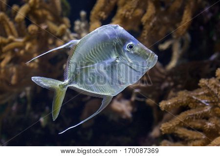 Lookdown (Selene vomer). Marine fish.
